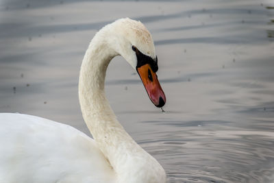 Close-up of swan swimming on lake