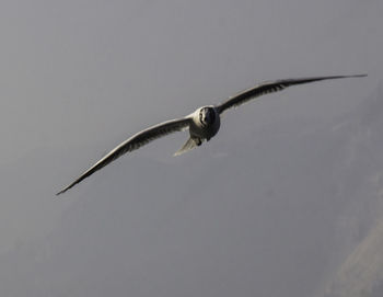 Low angle view of birds flying over white background