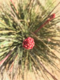 Close-up of flower against blurred background