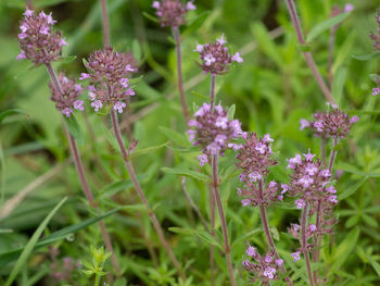 Close-up of purple flowering plant on field