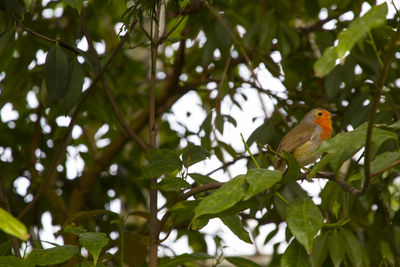 Low angle view of robin perching on tree