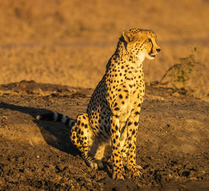 Close-up of a cat lying on land