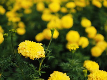 Close-up of yellow flowers blooming outdoors