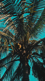 Low angle view of palm trees against sky