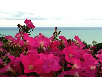 Close-up of pink flowers in sea