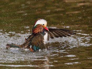 Bird in lake