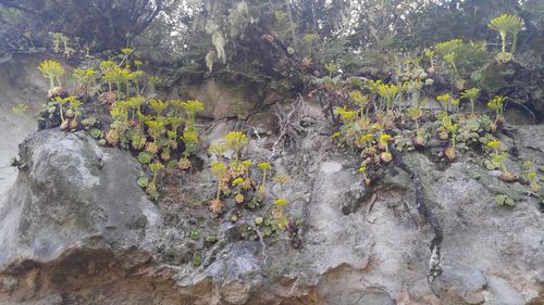 Scenic view of waterfall