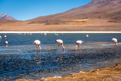 Flock of birds on the lake