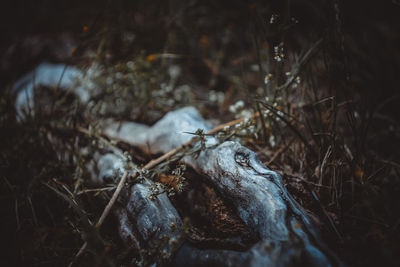 Close-up of dead twigs
