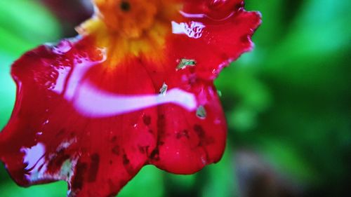 Close-up of red poppy blooming outdoors