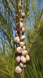 Madeira land snails clustered together on cactus plants to avoid sun heat textured nature background