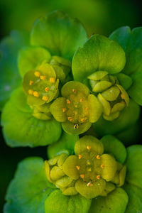 Full frame shot of water drops on plant