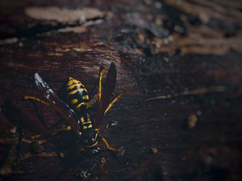 Close-up of bee on wood