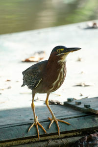 Close-up of bird