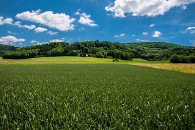 Scenic view of agricultural field against sky