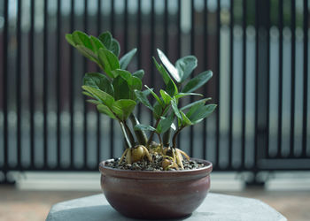 Close-up of potted plant on table