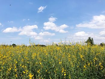 Scenic view of oilseed rape field against sky