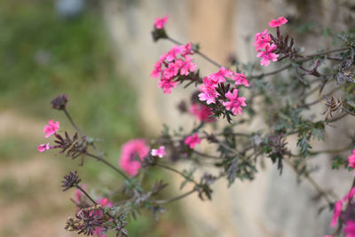 Close-up of pink flowering plants against blurred background