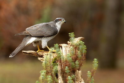 Close-up of bird perching on wood