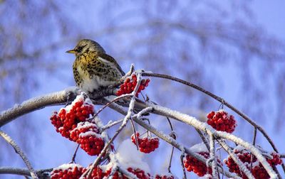 Low angle view of bird perching on tree against sky