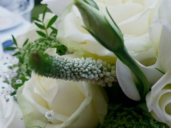 Close-up of white roses