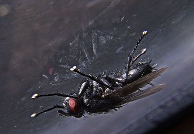 High angle view of fly on leaf