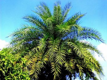 Low angle view of palm trees against blue sky