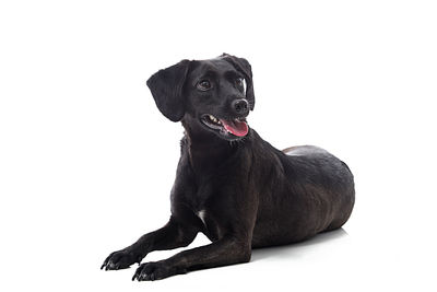 Portrait of black dog sitting against white background