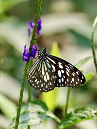 Close-up of butterfly pollinating on flower - tirumala limniace, blue tiger