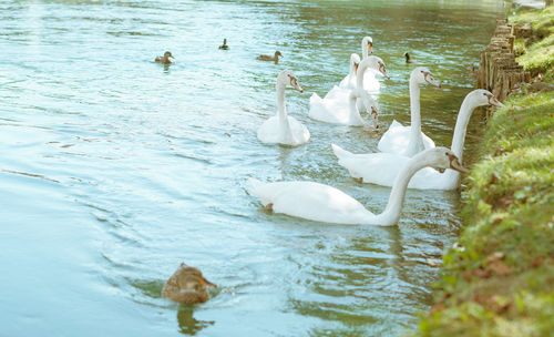 Swans swimming in lake