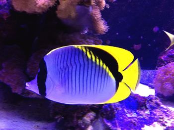 Close-up of fish swimming in sea