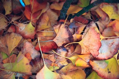 Close-up of fallen maple leaves