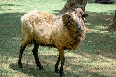 Portrait of horse standing on field