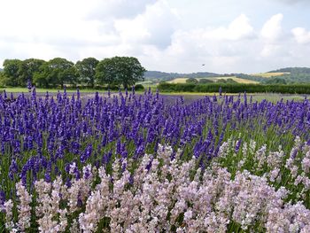 Purple flowering plants on field against sky