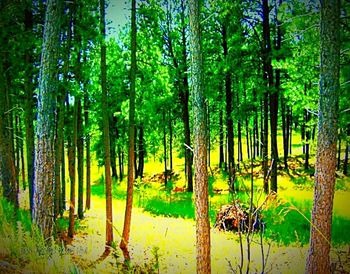 Panoramic view of trees in forest