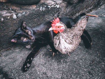 The cat and the chicken are friends.