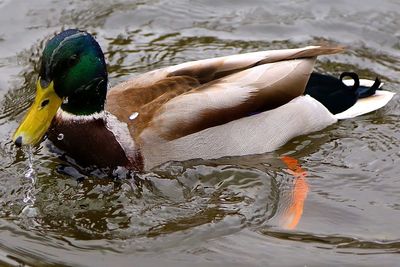 High angle view of mallard duck swimming in lake