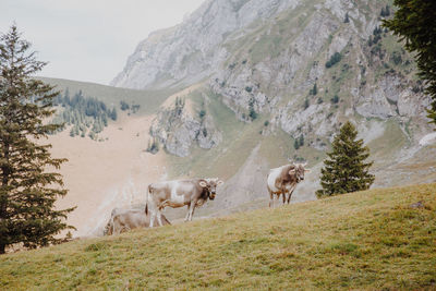 Horses in a valley