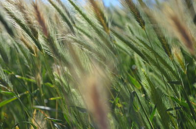 Close-up of wheat growing on field