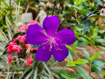 flowering plant