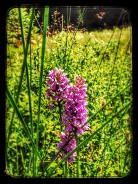 Close-up of purple flowers blooming in field