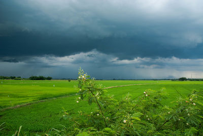 Scenic view of agricultural field against sky