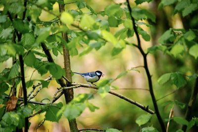 Bird perching on a tree