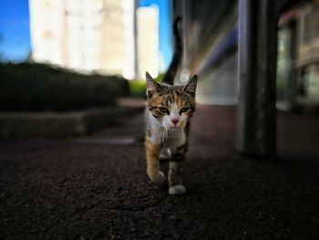 Close-up of kitten walking outdoors