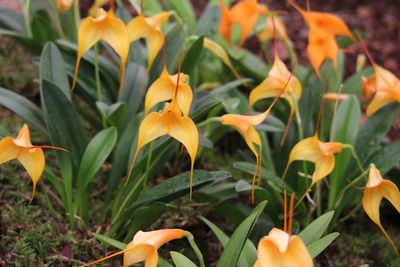 Close-up of flowers blooming outdoors