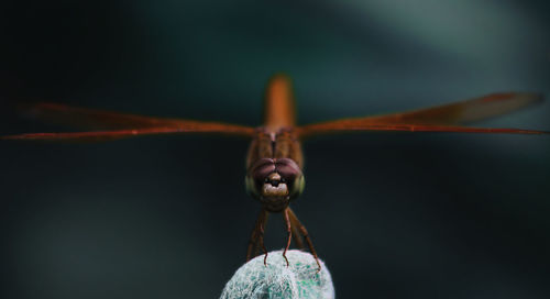 Close-up of insect