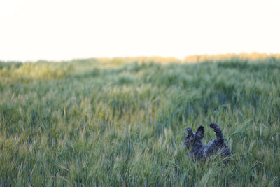 Cute 1 year old grey colored silver poodle dog jumping happily through a corn field at sunset