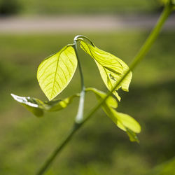 Close-up of green leaf on plant