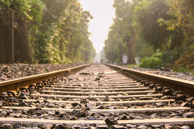 Surface level of railroad track along trees