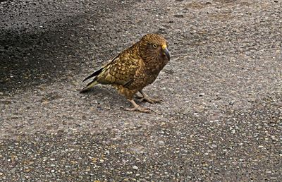 Close-up of eagle perching on floor